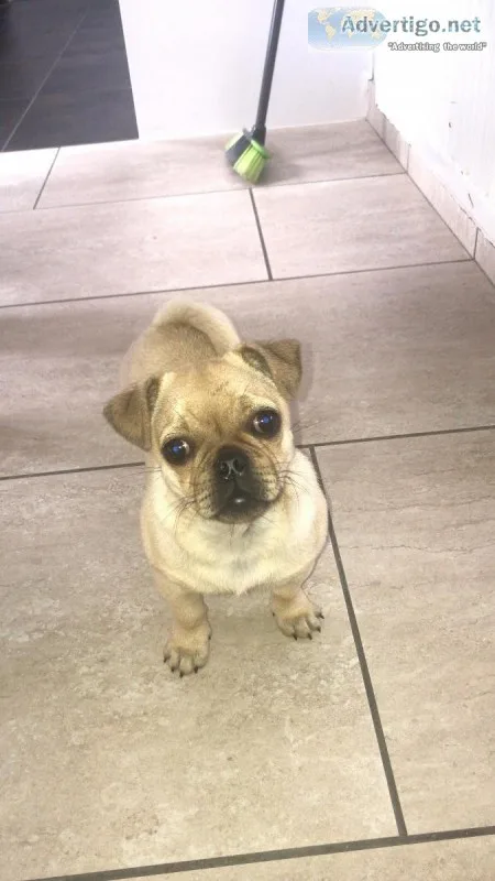 Pug X Chug boy for sale