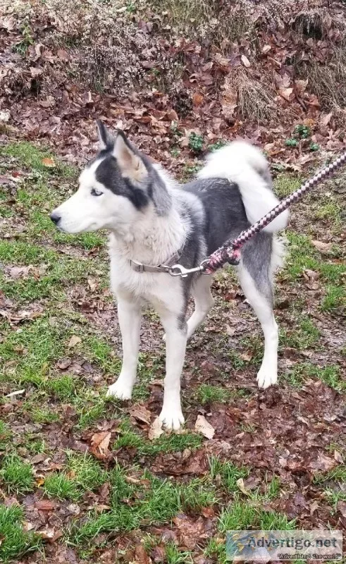 Siberian Husky 3 years
