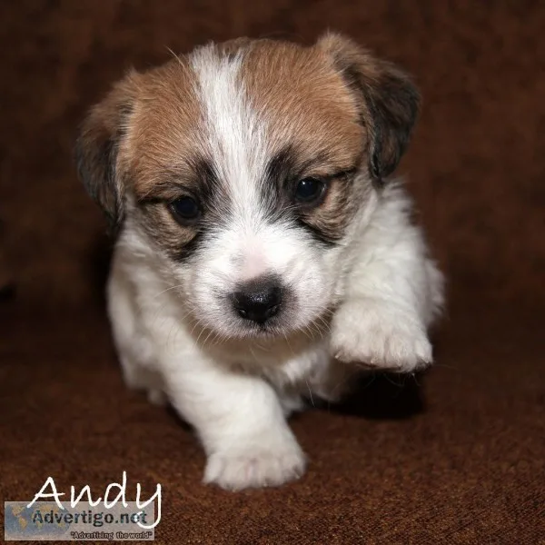 Jack Russell Terrier Puppies
