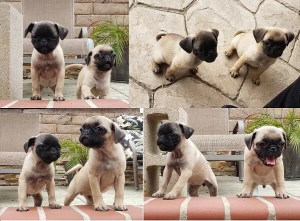 Beautiful Mini Pug puppies (2)