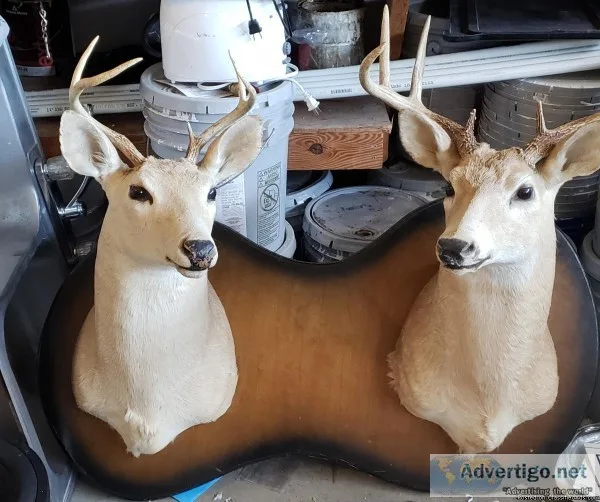 Double bucks heads