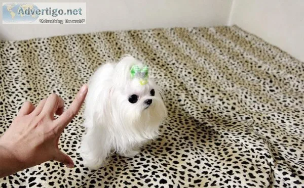Mini maltese puppies. Male and female 12 wk old