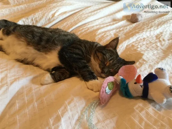 2 year old female Tabby