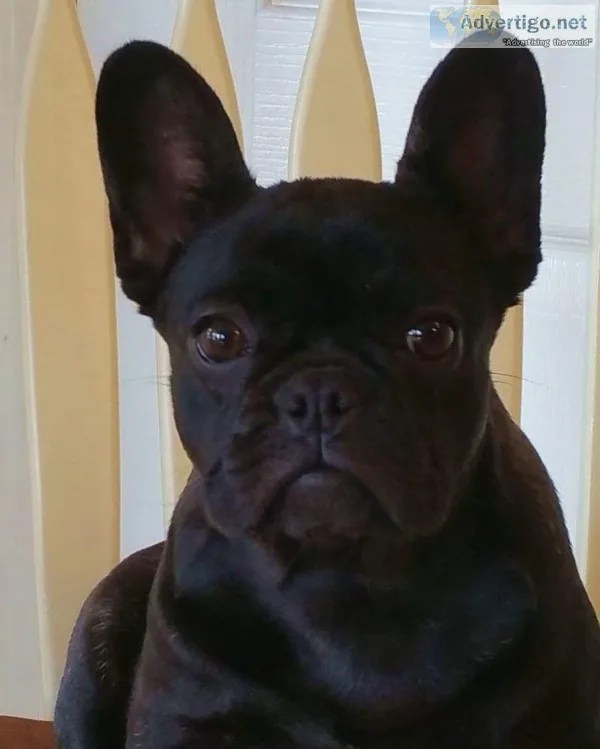 French Bulldo Female