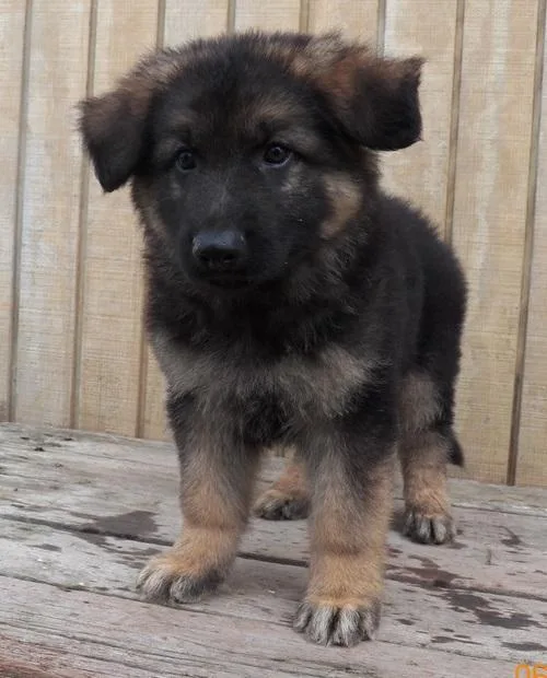 german sherpherd puppy