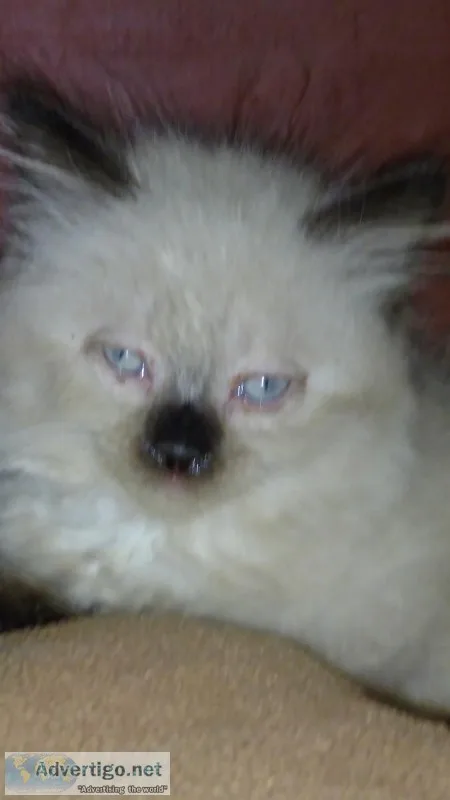 Himilayan Kitten s