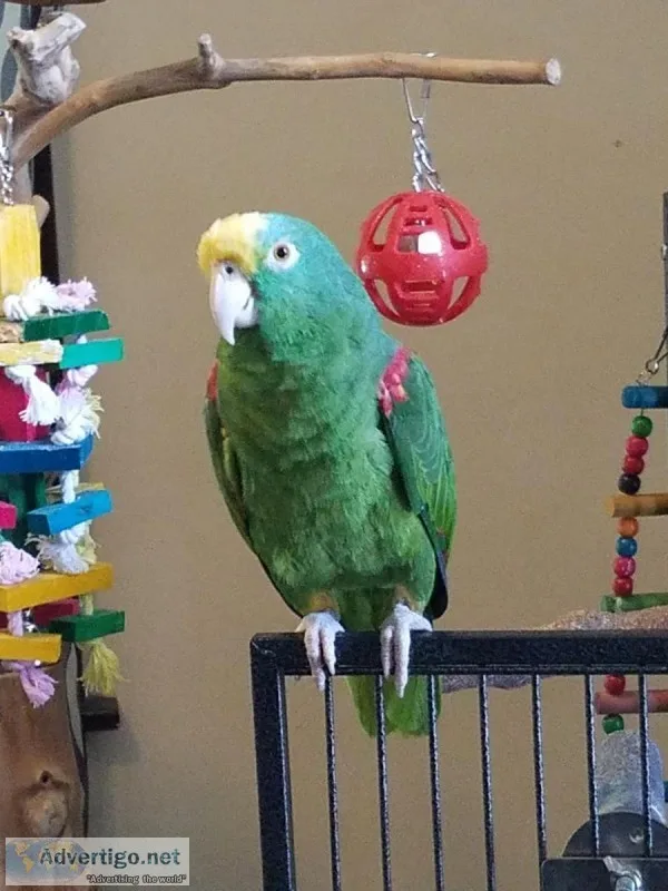 Yellow crowned Amazon