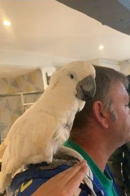 Sweding Cocktoo parrots good home