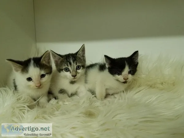 Kittens