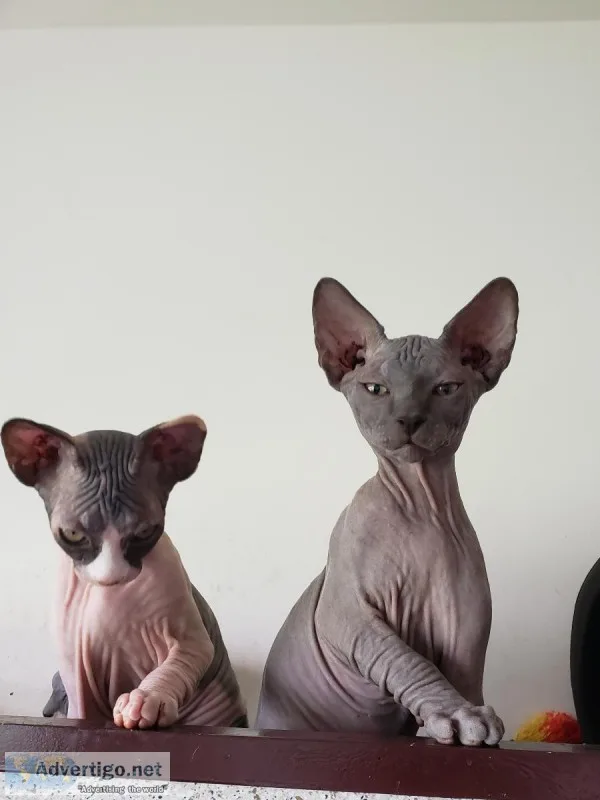 Donskoy Sphynx boy for sale Chicago.
