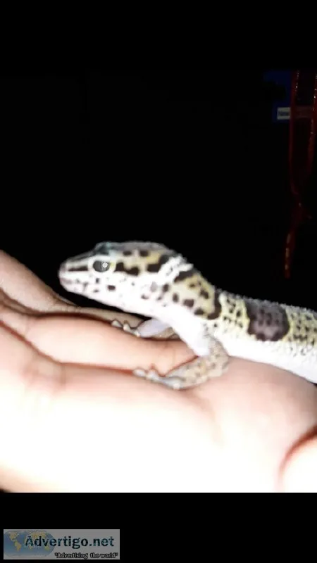 2 Male Leopard Geckos