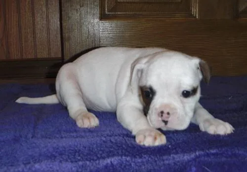 alapaha blood puppy