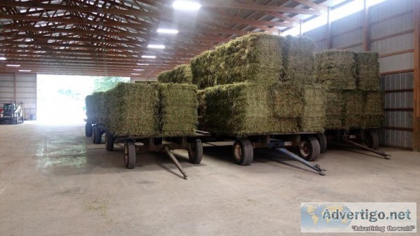 2019 Small Squares Hay for Sale