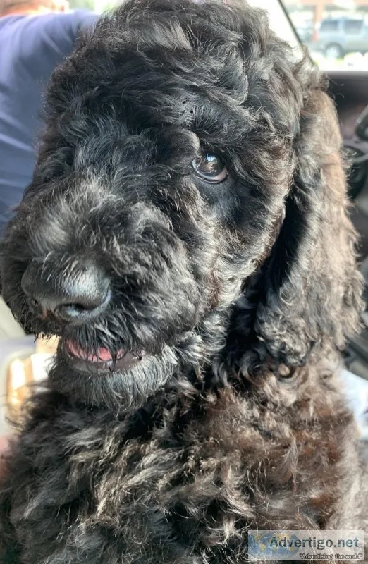 F1b Goldendoodle Male