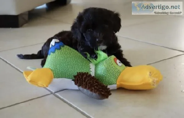 Portuguese Water Dog for sale