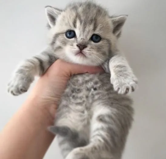 Rekbing British Shorthair Kittens