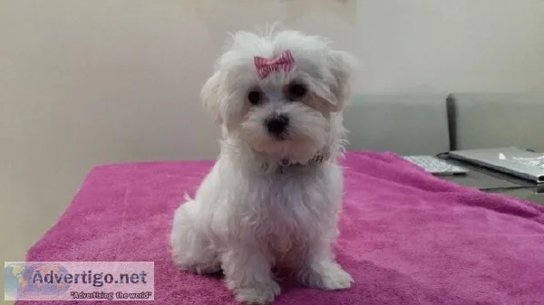 maltese