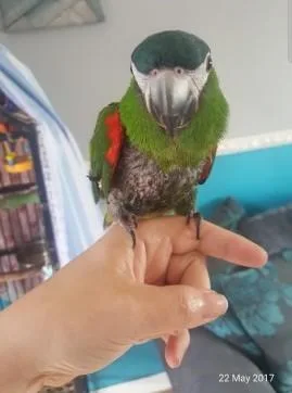Muelding Macaw parrots Ready Now
