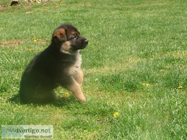 ALL BREEDS Obedience Training