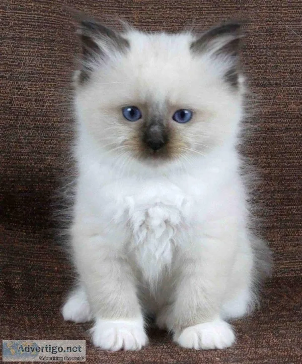 Ragdoll kittens