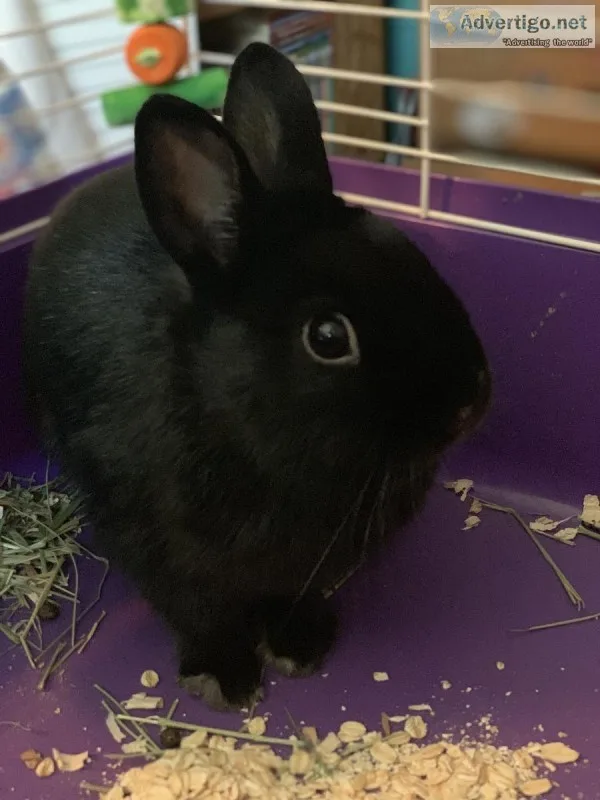Netherland dwarf bunny