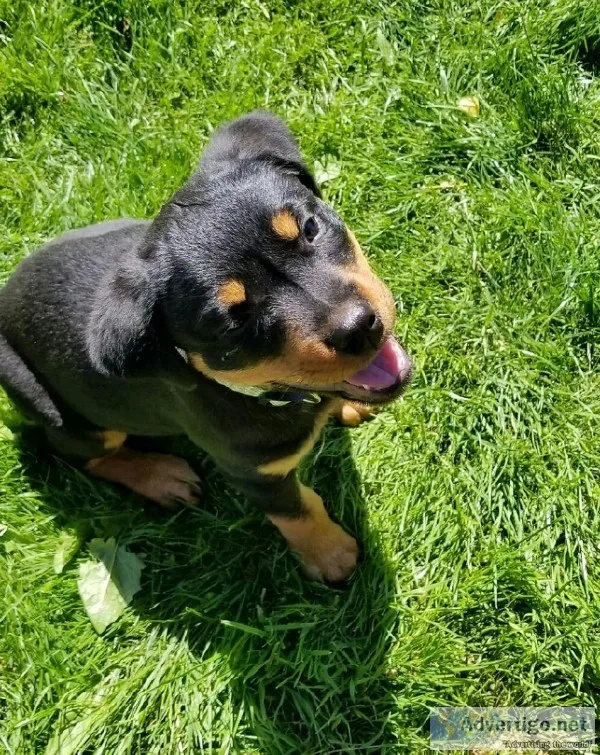 AKC German Rottweiler