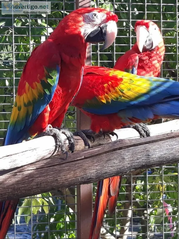  Charming And Obedient Celebrity Scarlet Macaw Parrots Available