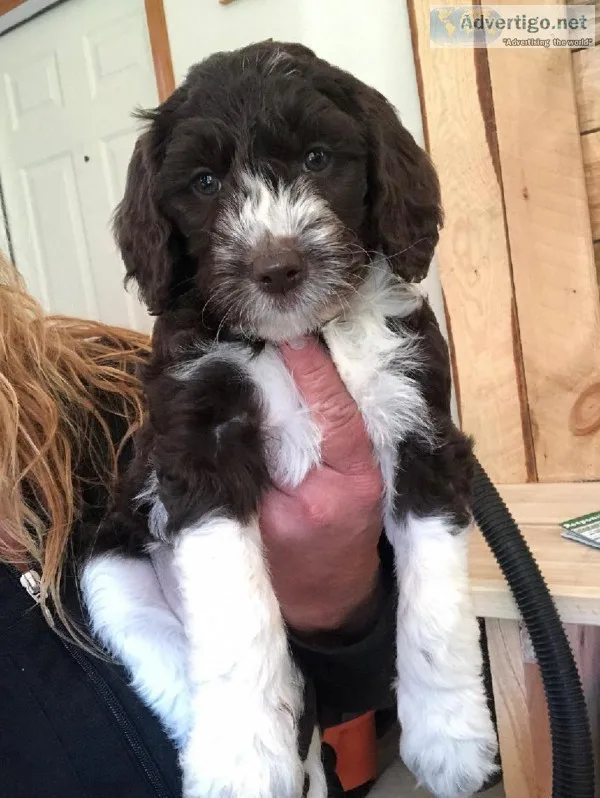 Miniature Goldendoodles F1b