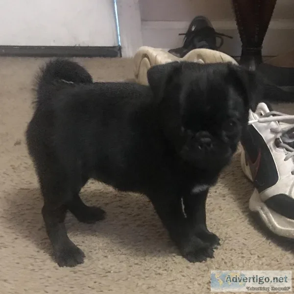 Pug puppy