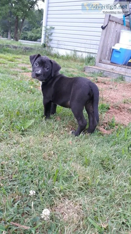 Pitbull puppies