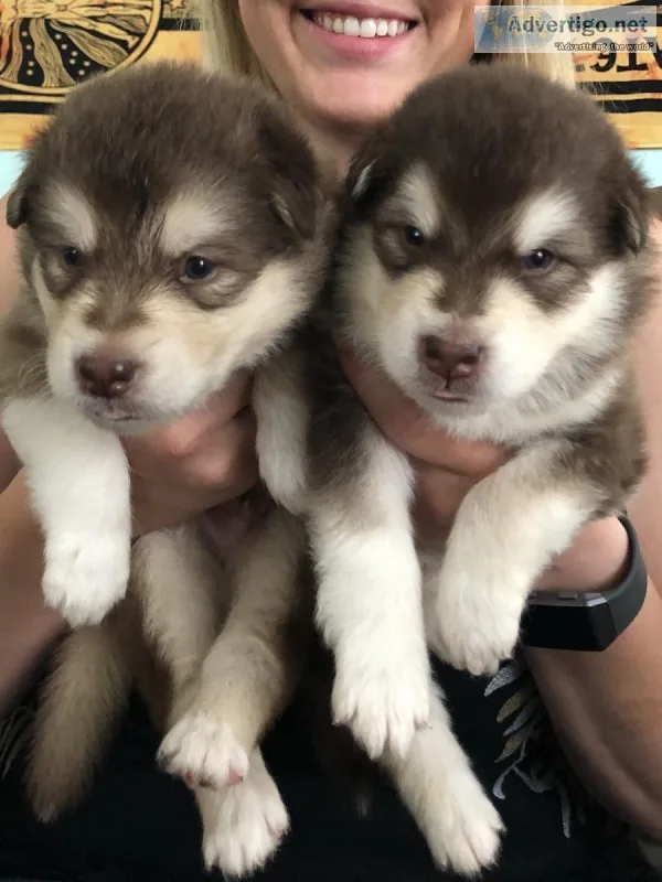 Alaskan Malamute Puppies
