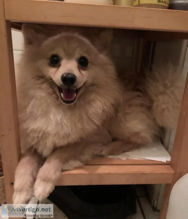 Handsome Pomeranian