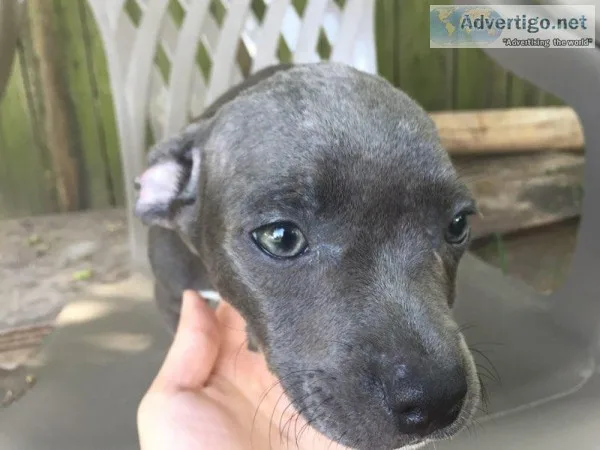 Bullie pup