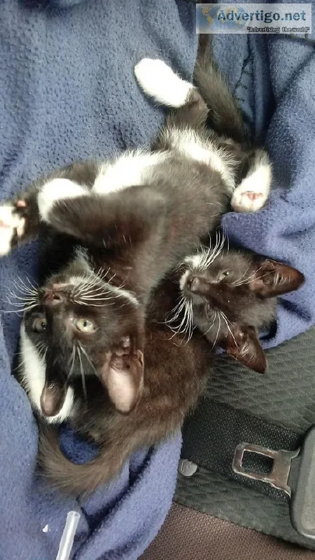 Kittens Kittens Kittens