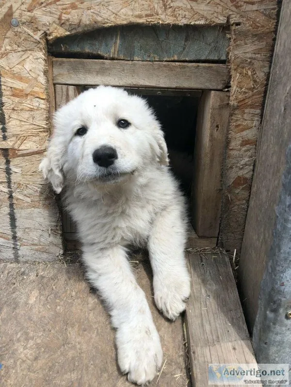 Adorable Pyrenees pups reduced
