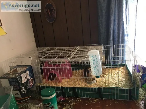 Female bonded Guinea pigs