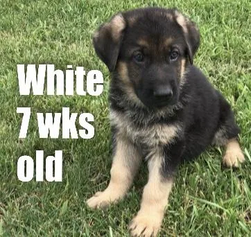 AKC German Shepherd puppies