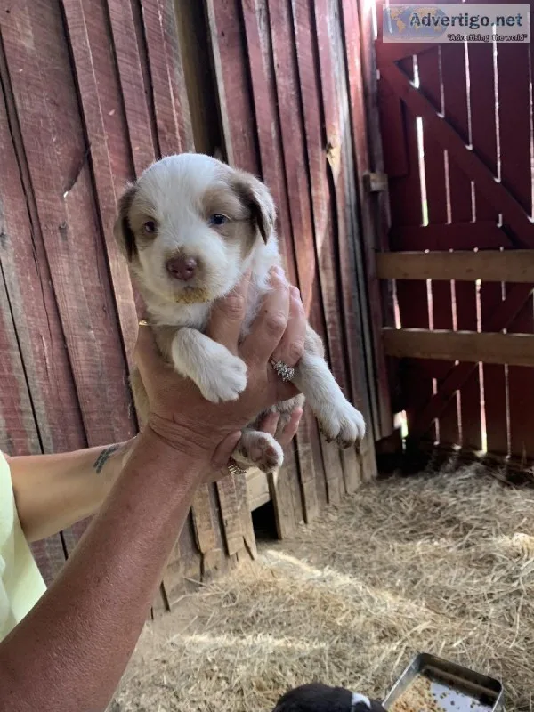 Australian shepherds puppies