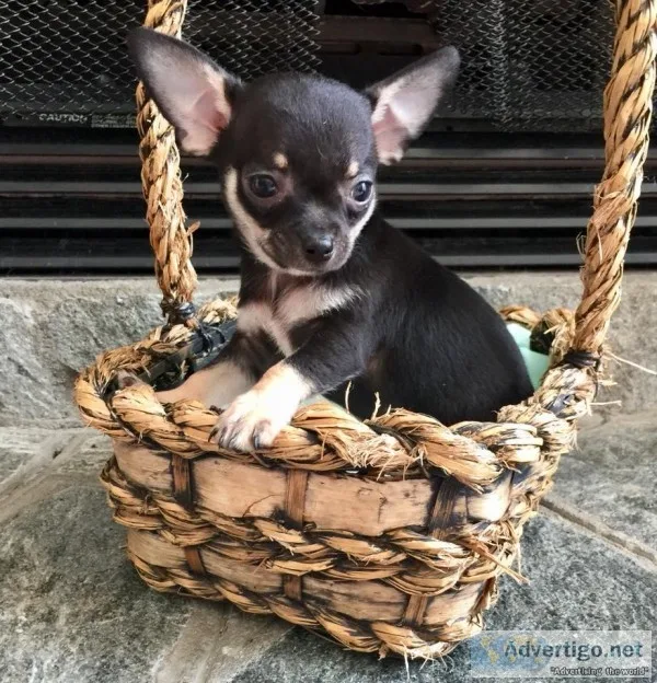 Teacup Apple Heads Chihuahua Puppies