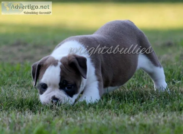 OLDE ENGLISH BULLDOGGE PUPS