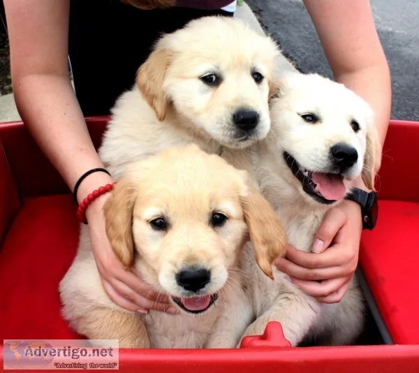 Golden retrievers