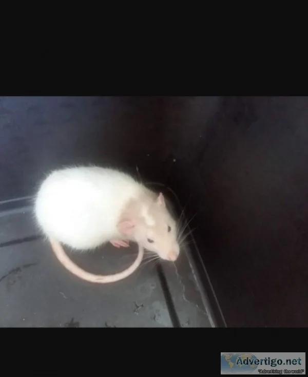 Rat pair