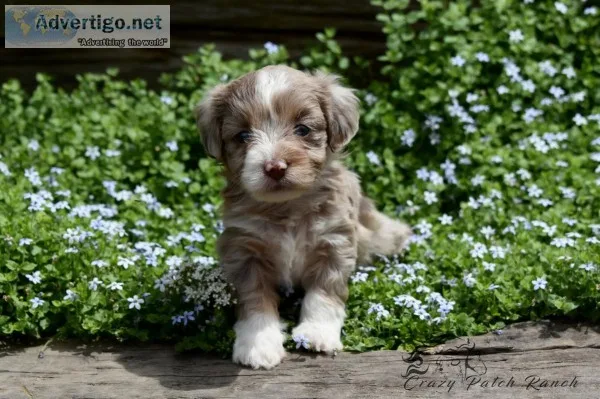 Tiny Toy Aussiedoodle Puppies