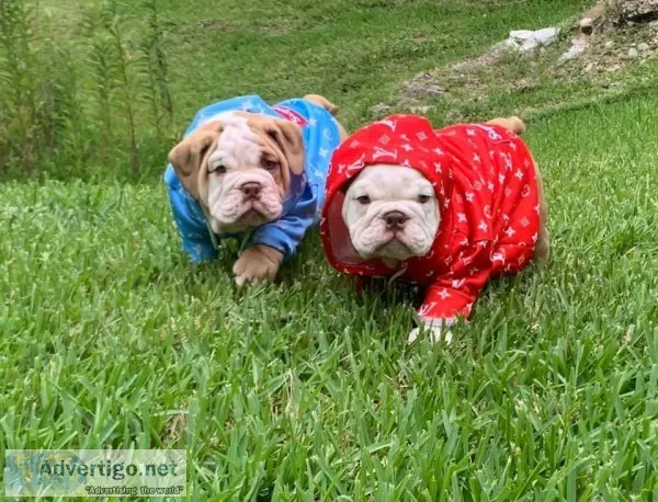 Bulldog puppies 