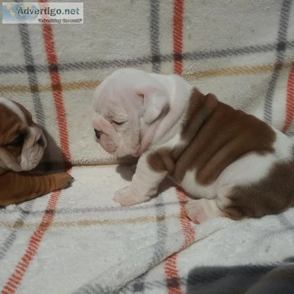 AKC English bulldog puppies