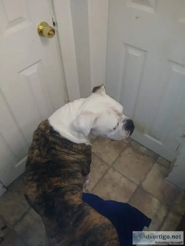 English bull