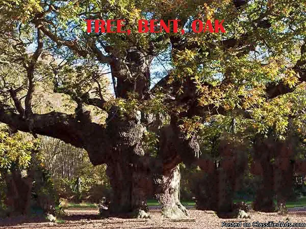 TREE UNIQUE  BB