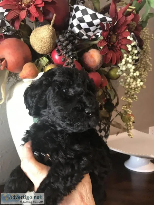 Goldendoodles puppies F1bF1bb