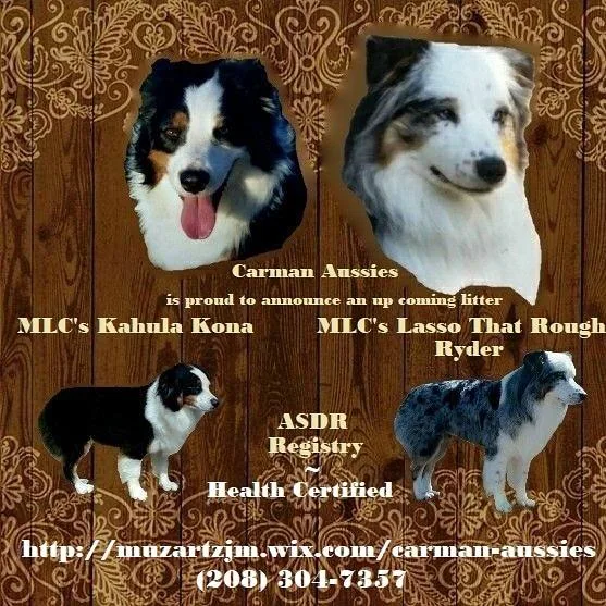 Australian Shepherd Litter due September of 2019