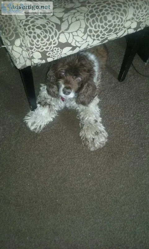 free dog